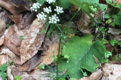 Conopodium majus majus_Joanjo Garcia CC BY-NC
