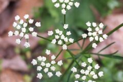 Conopodium majus majus_Joanjo Garcia CC BY-NC