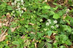 Conopodium majus majus_Jordi Bassols CC BY-NC