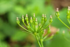 Conopodium majus majus_Jordi Bassols CC BY-NC