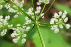 Conopodium majus majus_Jordi Bassols CC BY-NC