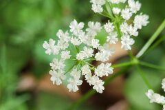 Conopodium majus majus_Jordi Bassols CC BY-NC