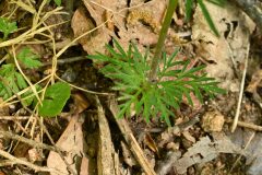 Conopodium majus majus_Margarida Vila CC BY-NC