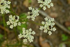 Conopodium majus majus_Margarida Vila CC BY-NC