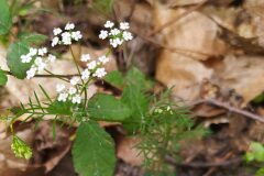 Conopodium majus majus_Merce Vallicrosa CC BY-NC