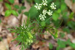 Conopodium majus majus_Merce Vallicrosa CC BY-NC