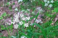 Conopodium majus majus_Merce Vallicrosa CC BY-NC
