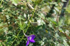 Consolida ajacis_Roger Vila CC BY-NC