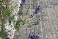 Consolida ajacis _Pere Barnola_CC BY-SA