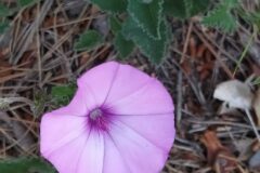 Convolvulus althaeoides_Merce Vallicrosa CC BY-NC