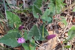 Convolvulus althaeoides_Merce Vallicrosa CC BY-NC