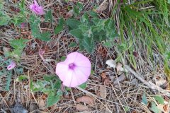 Convolvulus althaeoides_Merce Vallicrosa CC BY-NC