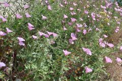 Convolvulus althaeoides_Neus Julia CC BY-SA