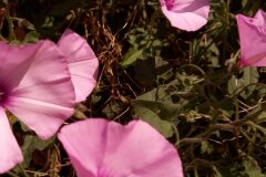Convolvulus althaeoides_Neus Julia CC BY-SA