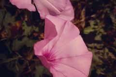 Convolvulus althaeoides_Neus Julia