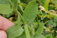 Convolvulus arvensis_Eden Ramirez