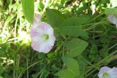 Convolvulus arvensis_Jordi Puyuelo