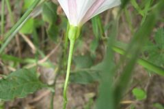 Convolvulus arvensis_Jordi Puyuelo