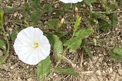 Convolvulus arvensis_Josep Lluis Berdonces CC BY-NC