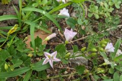 Convolvulus arvensis_Katarzyna Zarnowiec CC BY-SA