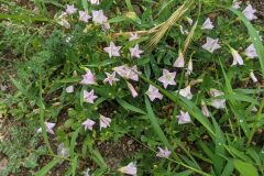 Convolvulus arvensis_Katarzyna Zarnowiec CC BY-SA