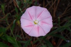 Convolvulus cantabrica_Joanjo Garcia CC BY-NC