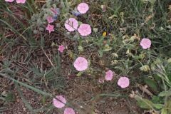 Convolvulus cantabrica_Joanjo Garcia CC BY-NC