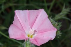 Convolvulus cantabrica_Joanjo Garcia CC BY-NC