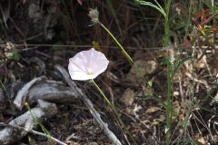Convolvulus cantabrica_Jordi Puyuelo