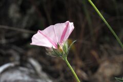 Convolvulus cantabrica_Jordi Puyuelo