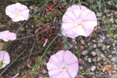 Convolvulus cantabrica_Merce Vallicrosa CC BY-NC