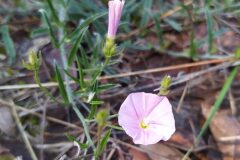 Convolvulus cantabrica_Merce Vallicrosa CC BY-NC