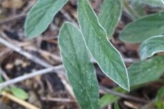 Convolvulus cantabrica_Merce Vallicrosa CC BY-NC