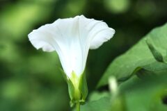 Convolvulus sepium_Jordi Puyuelo