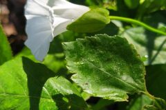 Convolvulus sepium_Merce Vallicrosa CC BY-NC
