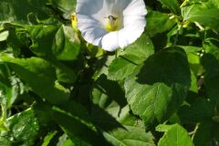 Convolvulus sepium_Merce Vallicrosa CC BY-NC
