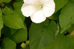 Convolvulus sepium_Neus Julia CC BY-SA