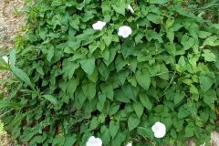 Convolvulus sepium_Neus Julia CC BY-SA