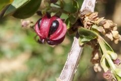 Coriaria myrtifolia_Merce Vallicrosa CC BY-NC
