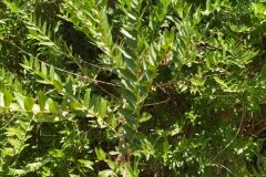 Coriaria myrtifolia_Merce Vallicrosa CC BY-NC