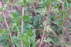 Coriaria myrtifolia_Merce Vallicrosa CC BY-NC