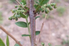 Coriaria myrtifolia_Merce Vallicrosa CC BY-NC