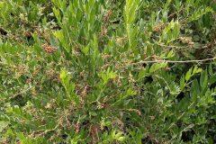 Coriaria myrtifolia_Neus Julia CC BY-SA