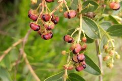 Coriaria myrtifolia_Neus Julia CC BY-SA