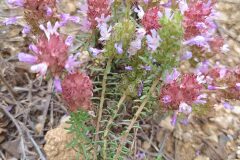 Coris monspeliensis monspeliensis_Merce Vallicrosa CC BY-NC