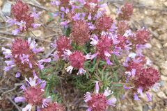 Coris monspeliensis monspeliensis_Merce Vallicrosa CC BY-NC