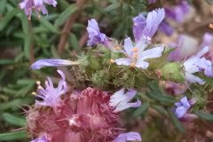 Coris monspeliensis monspeliensis_Merce Vallicrosa CC BY-NC