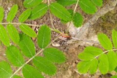 Cormus domestica_Merce Vallicrosa CC BY-NC