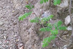 Cormus domestica_Merce Vallicrosa CC BY-NC