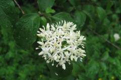 Cornus sanguinea_Jordi Puyuelo